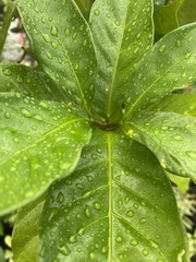 Ficus fistulosa