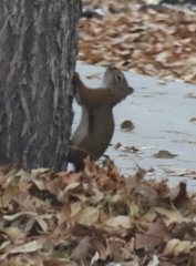 Tamiasciurus hudsonicus