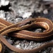 Common Ribbon Snake - Photo (c) Justin, some rights reserved (CC BY-NC), uploaded by Justin