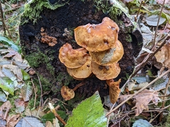 Armillaria nabsnona