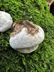 Fomes fomentarius