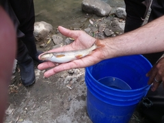 Pantosteus discobolus