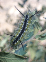 Lophocampa