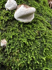 Fomes fomentarius