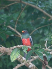 Trogon massena