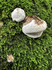 Fomes fomentarius