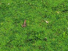 Leiocephalus carinatus