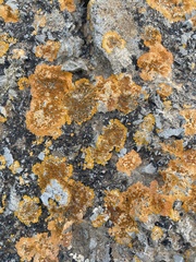 Xanthoria calcicola