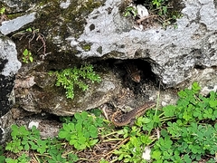 Leiocephalus carinatus