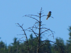Empidonax flaviventris
