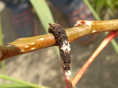Limenitis