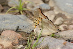 Doxocopa laurentia cherubina