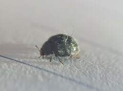 Coccinelloidea