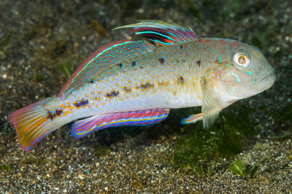 Spinecheek Goby