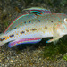 Pretty Lagoongoby - Photo (c) François Libert, some rights reserved (CC BY-NC-SA), uploaded by François Libert