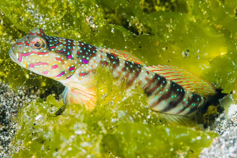 Singapore Shrimpgoby