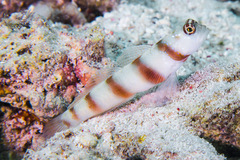 Amblyeleotris steinitzi