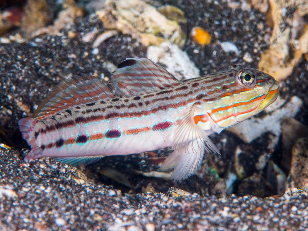 Long-Finned Goby