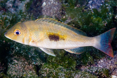 Lethrinus harak