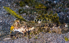Dactylopus kuiteri