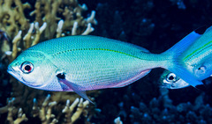 Caesio lunaris