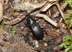 Plocamostethus planiusculus