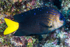 Microspathodon chrysurus