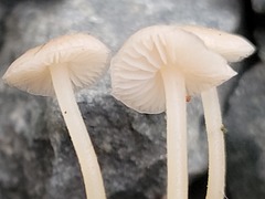 Marasmius calhouniae