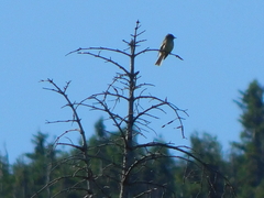 Empidonax flaviventris