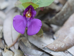 Impatiens andersonii