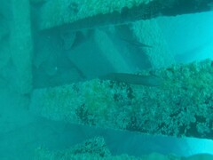 Aulostomus chinensis