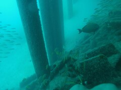 Acanthurus dussumieri