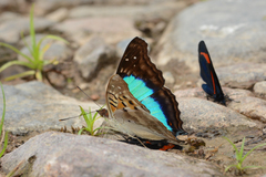 Doxocopa laurentia cherubina