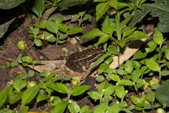 Lithobates forreri