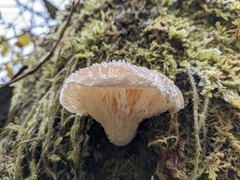 Pleurotus dryinus