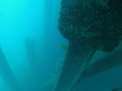 Forcipiger flavissimus