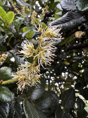 Weinmannia rollottii