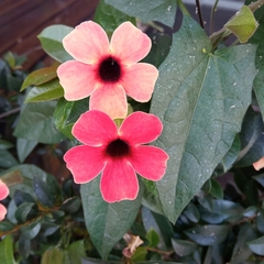 Thunbergia
