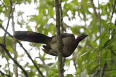 Ortalis erythroptera