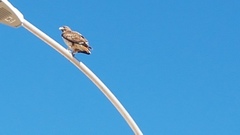 Buteo jamaicensis