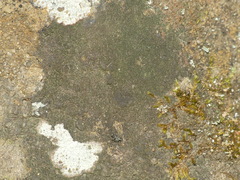 Halecania pepegospora