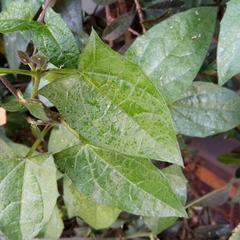Thunbergia