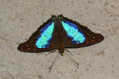 Doxocopa laurentia cherubina