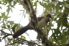 Ortalis erythroptera