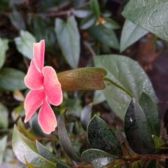 Thunbergia