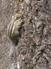 Tamiops mcclellandii