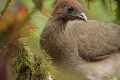 Ortalis erythroptera