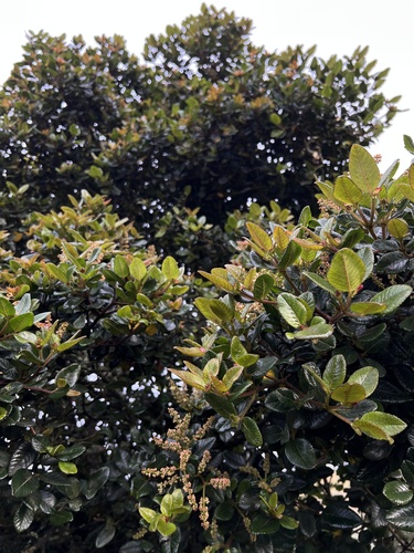 Weinmannia rollottii (Weinmannia rollottii)