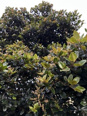 Weinmannia rollottii