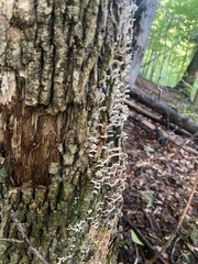 Aleurodiscus oakesii